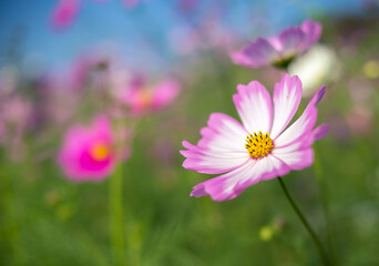 コスモス畑　秋のイメージ