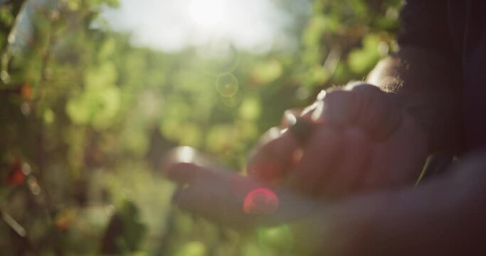Gouter le raisin de la vigne