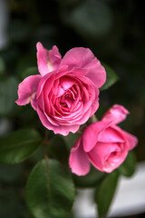 バラの花　屋外撮影