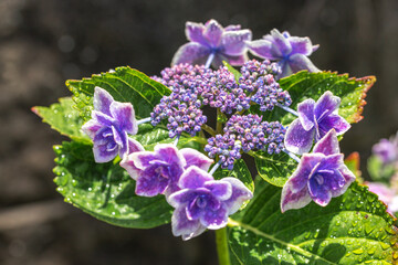 アジサイの花　梅雨の時期のイメージ