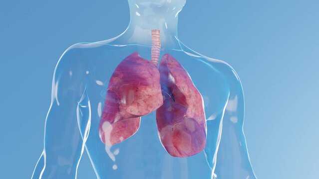 3D rendered medical animation of a man's lungs