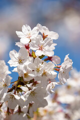 桜の花　春のイメージ