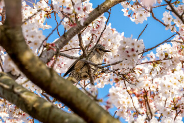 桜の花　春のイメージ