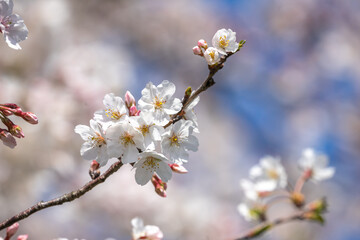 Obraz premium 桜の花 春のイメージ