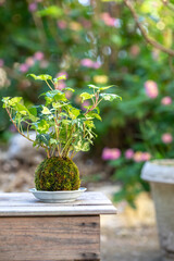 苔盆栽　和風イメージ