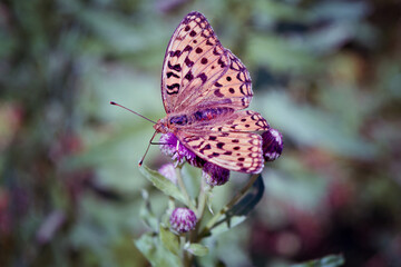 Obraz premium Pearl-bordered Fritillary butterfly, Boloria Euphrosyne, basking on bramble leaf with wings open.