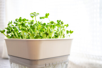 かいわれ大根の室内栽培