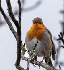 Robin