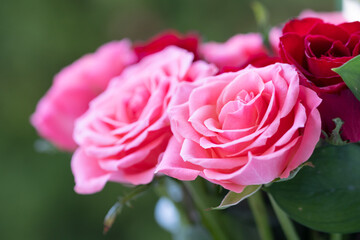 バラの花　花束　室内撮影