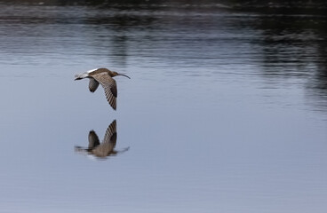 Curlew in flight over water
