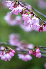 桜の花　春のイメージ
