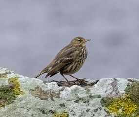 Rock pipit