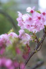 桜の花　春のイメージ