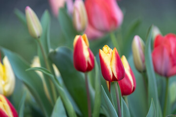 チューリップの花　春のイメージ