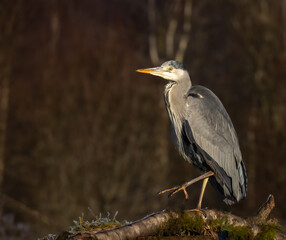 Grey Heron