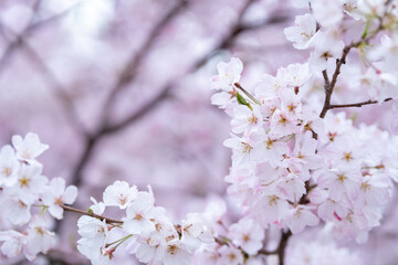 桜の花　春のイメージ