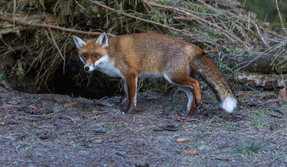 Naklejka na ściany i meble Red Fox (vixen)