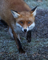 Red Fox (vixen)