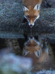 Foto op Plexiglas Red Fox (vixen) © David