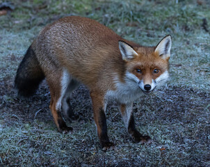 Red Fox (vixen)