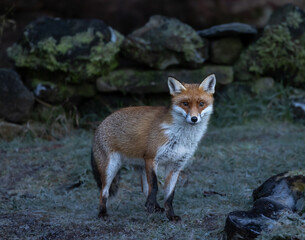 Red Fox (vixen)