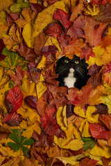 black and white cat looking through hole in colorful autumn leaves foliage. Autumn background with a cat pet - 564975727