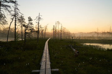 Wooden tourist trail sunny dawn on the swamp. Sunset, warm light and fog. Travel romance. Viru swamps Estonia - 564975735