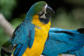 ルリコンゴウインコのポートレート