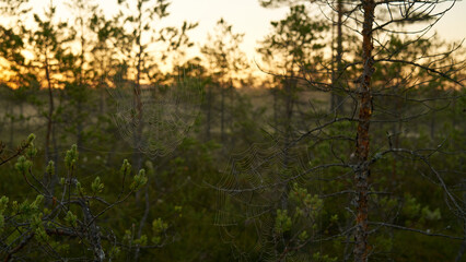 spider web dawn dawn on the swamp. Sunset, warm light and fog. Viru swamp Estonia - 564975763