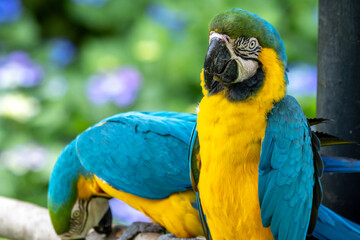 ルリコンゴウインコのポートレート