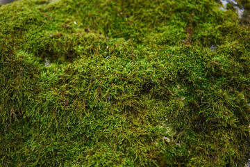 Moss green texture. Moss background. Green moss on grunge texture, background. Long web banner - 564975793