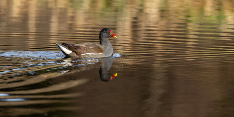 Moorhen