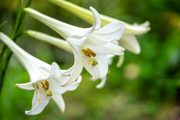 白百合の花　マクロイメージ