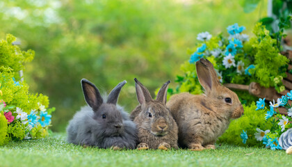 Fototapeta premium Adorable and cute new born rabbit. baby cute rabbit or new born adorable bunny. Easter Bunny.