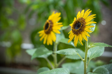 ひまわりの花　夏のイメージ