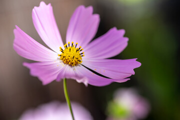 Obraz premium コスモス畑 秋のイメージ