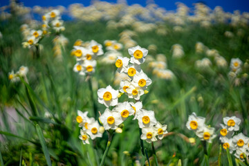 水仙の花　初春のイメージ
