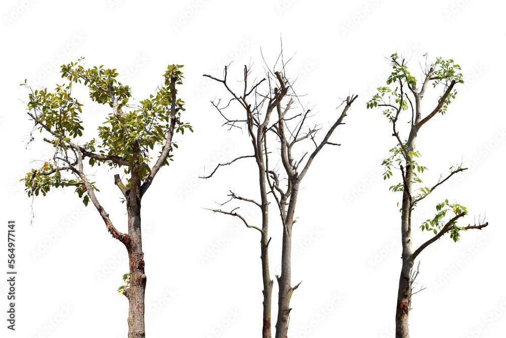 Wall mural collection trees without leaves isolated on transparent background png file