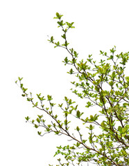 Green leaves on branch isolated on transparent background PNG file