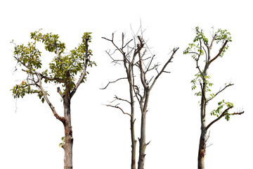Fototapeta premium Collection trees without leaves isolated on transparent background PNG file