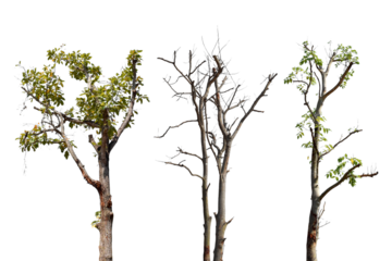 Collection trees without leaves isolated on transparent background PNG file