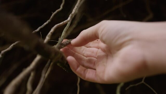 Hands holding roots in woodland area.