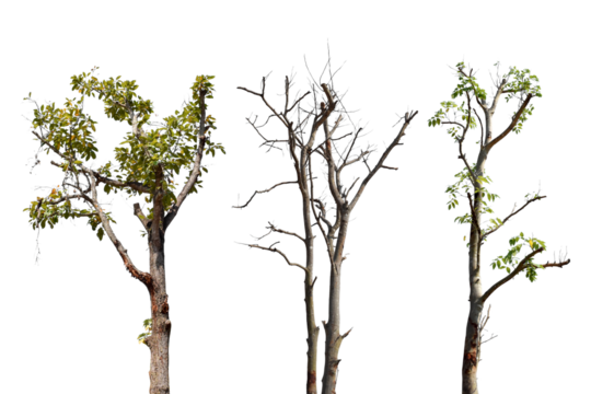 Collection trees without leaves isolated on transparent background PNG file