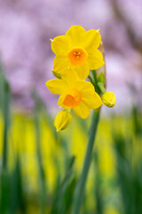 Fototapeta premium 水仙の花 初春のイメージ