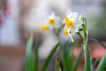 水仙の花　初春イメージ