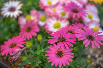 デイジーの花　春のイメージ