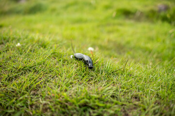 Macro photography of a slug in the grass.