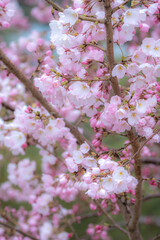 桜の花のマクロ写真　春の鮮やかなイメージ