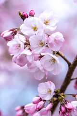 Fototapeta premium 桜の花のマクロ写真 春の鮮やかなイメージ