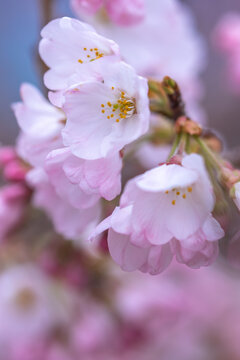 桜の花のマクロ写真　春の鮮やかなイメージ